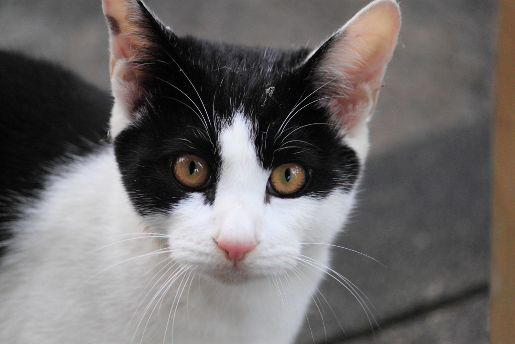 野良ちゃん百態　１５