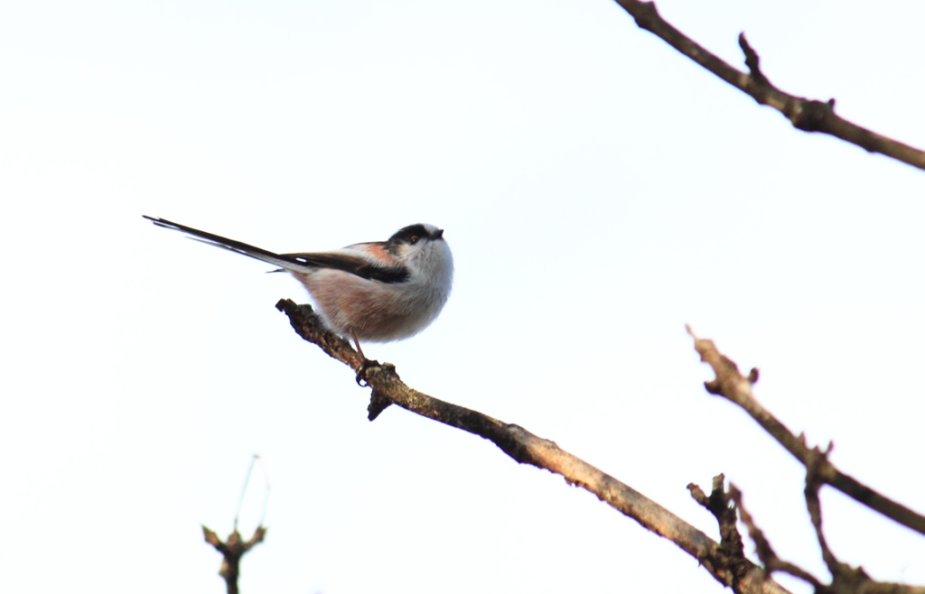 尾っぽピ～ンかっこいい