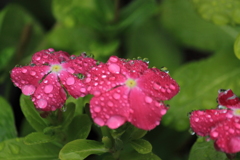 雨の日雫がいっぱ～い　＾＾