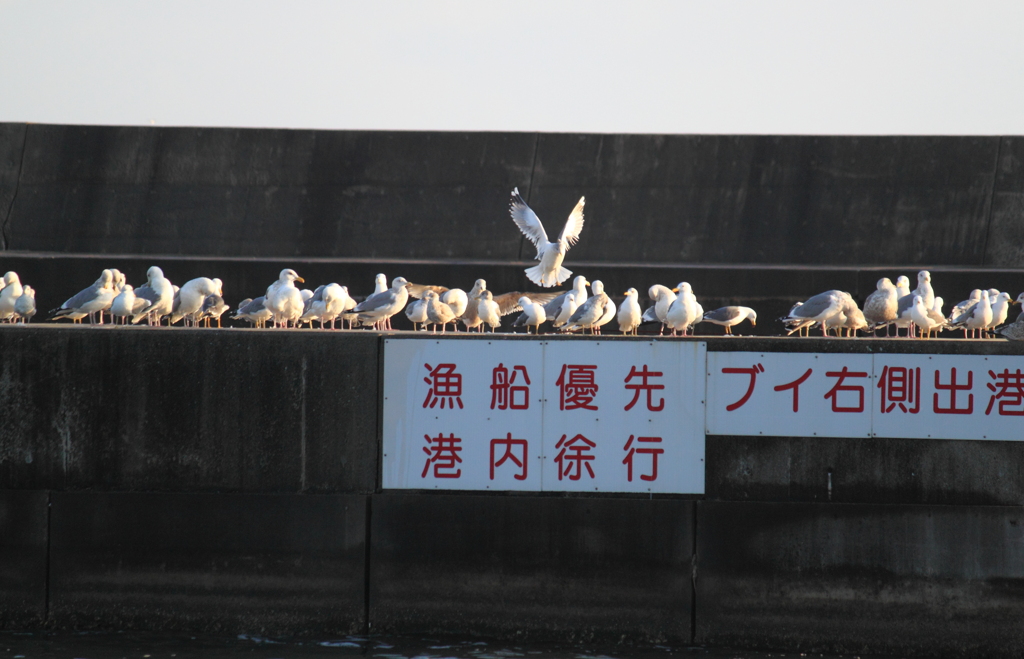 降りますぅ～降りますぅ・・どいて～とか＾＾；