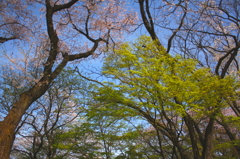 桜と新緑