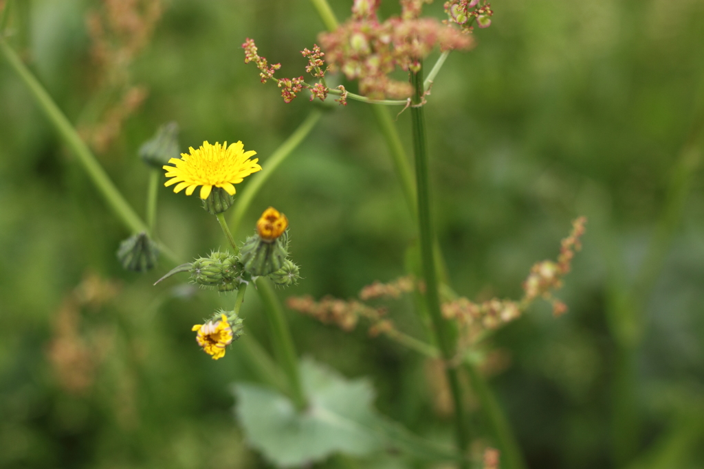 荒れ地でも強く生きる草