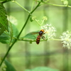目のまえに蜂が飛んできてビックリ