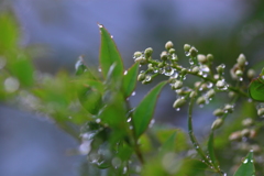 雨上がり