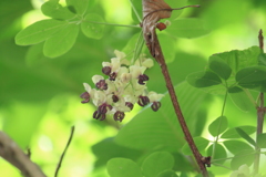 この木なんの木かと思ったら木通（アケビ）