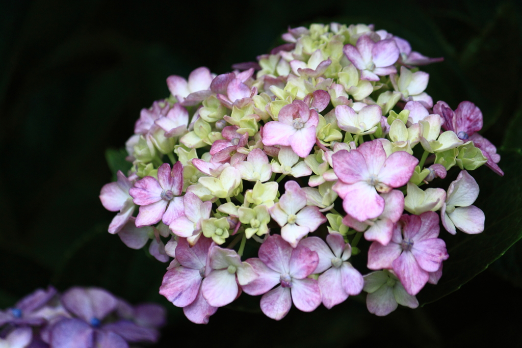 今朝の公園の紫陽花