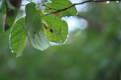 雨滴