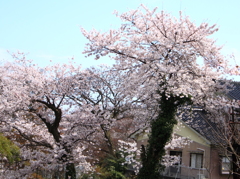 蔦に絡まれ窮屈そうな山頂桜