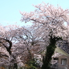 蔦に絡まれ窮屈そうな山頂桜