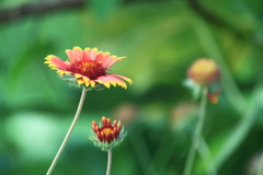 花壇のお花　