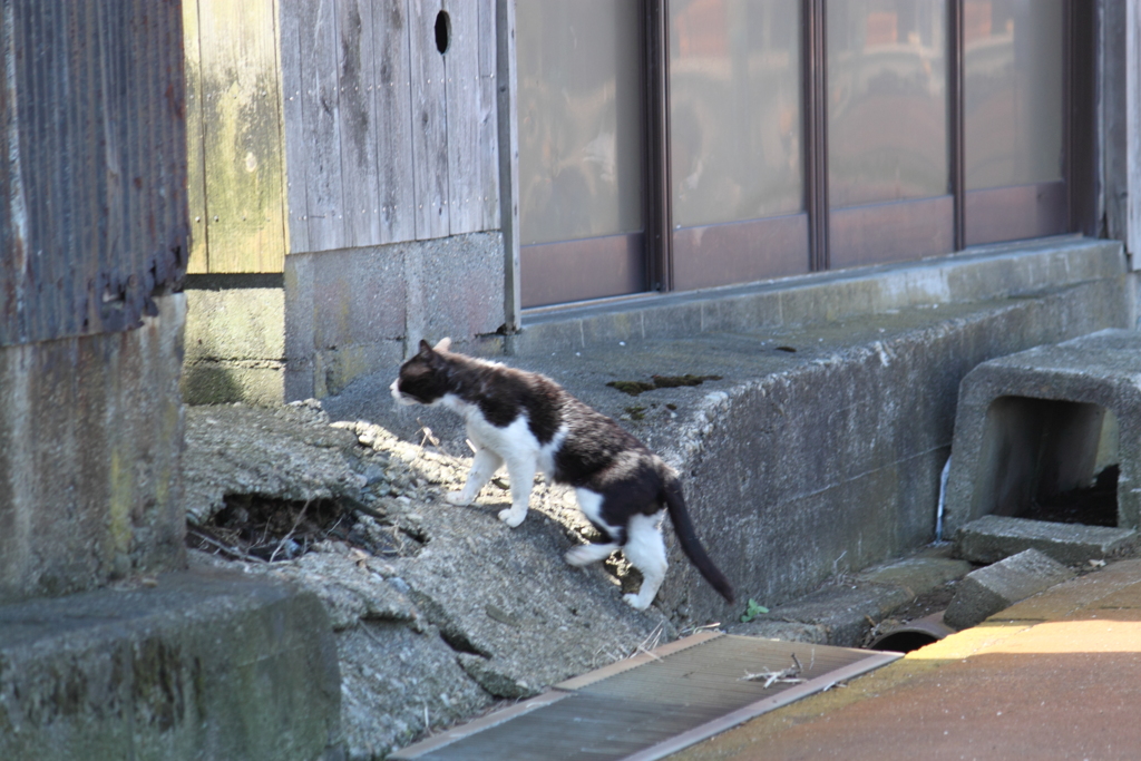 魚がもらえなくて家路につく猫