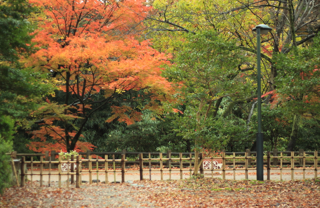 見事な紅葉が見れて幸せ ^^