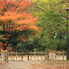 見事な紅葉が見れて幸せ ^^