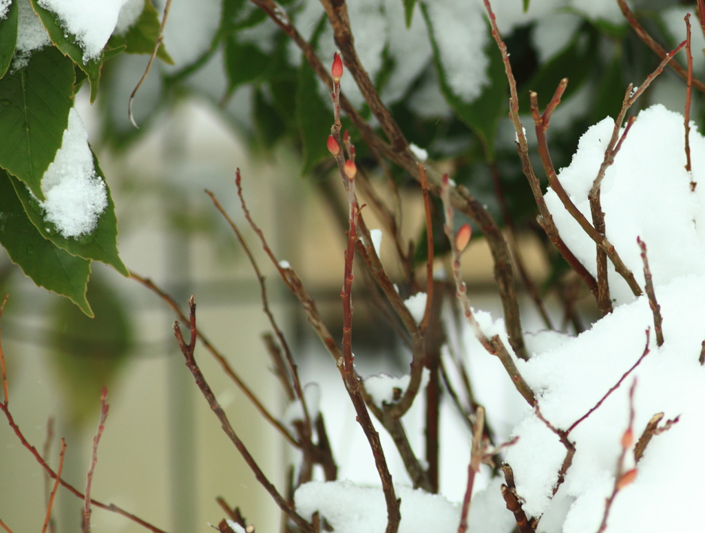 雪解けを待つ・・ネコヤナギ
