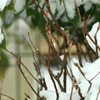 雪解けを待つ・・ネコヤナギ