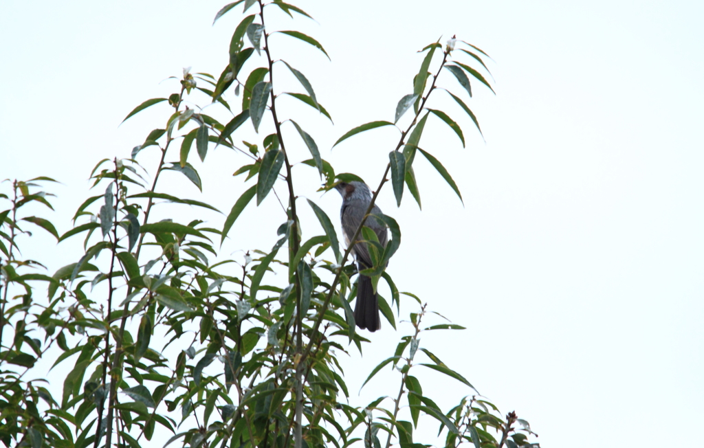 ヒヨドリでも違うみたいな(';')