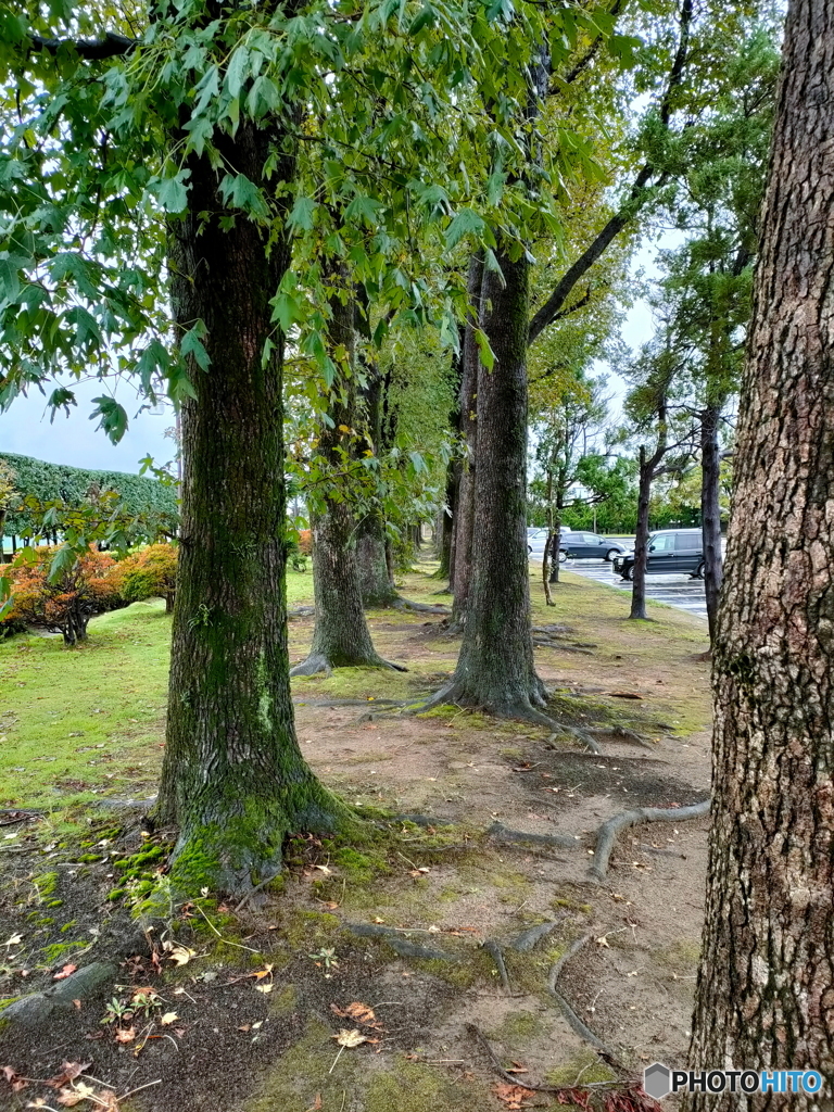 紅葉は未だなのでちょっと寂しいけど