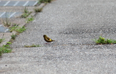 カワラヒワ見つけたのは良かったのですが～；