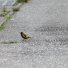 カワラヒワ見つけたのは良かったのですが～；