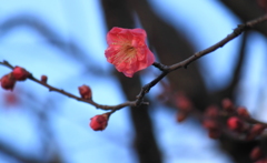 早くも梅が～　＾＾