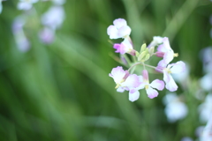 花ダイコン