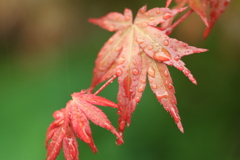 雨の中のハウチワ楓