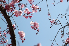 上天気で枝垂れ桜も映え