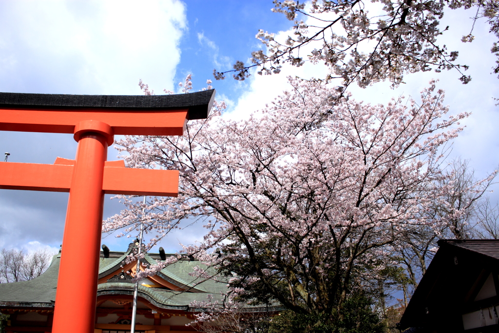 神社と桜・・呉羽山