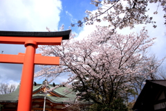 神社と桜・・呉羽山