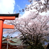 神社と桜・・呉羽山