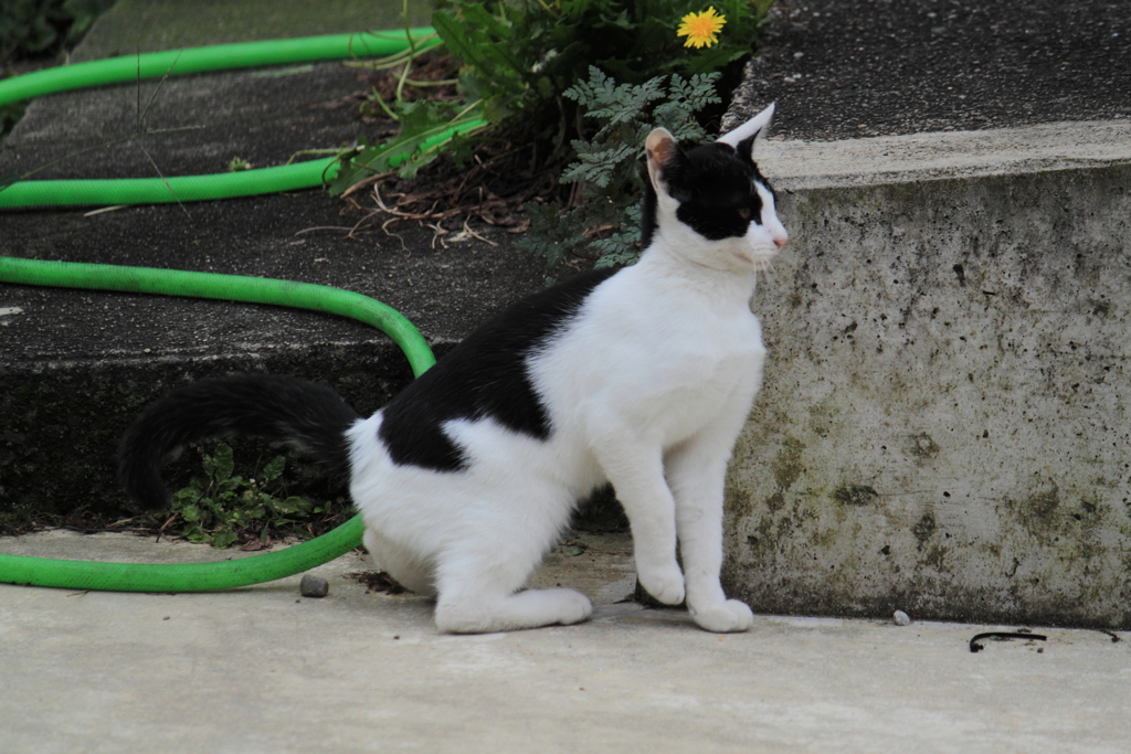 アンヨがかわいい野良子猫ちゃん＾＾