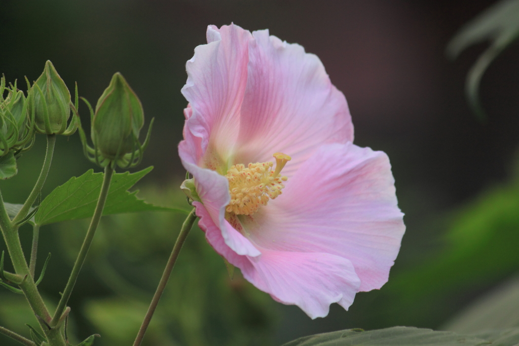 酔芙蓉・・・儚さを秘めてるような花びら