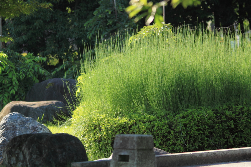 公園の癒しスポット