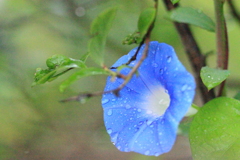 雫