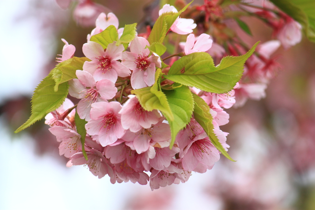 気持ちが華やぎましたよ・・有難う２