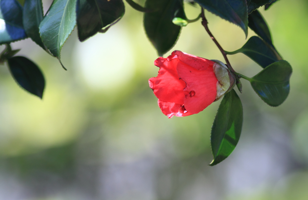 風で傷んだのかな・・赤い椿の花びら