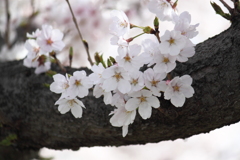 いつまでも見ていたい桜・・ソメイヨシノ