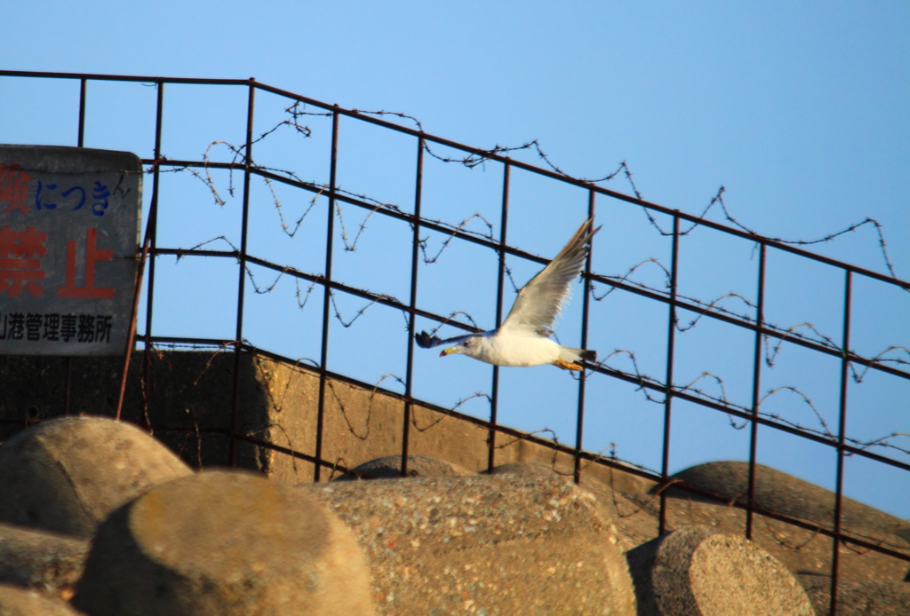 ウミネコがやって来た～