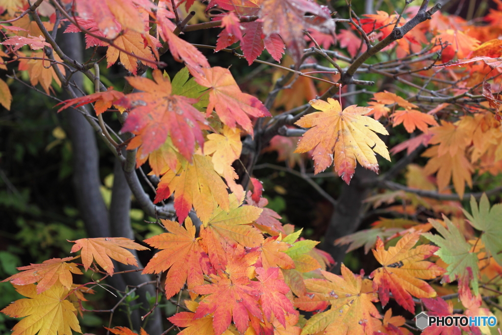 身近な紅葉を楽しむ幸せもあり