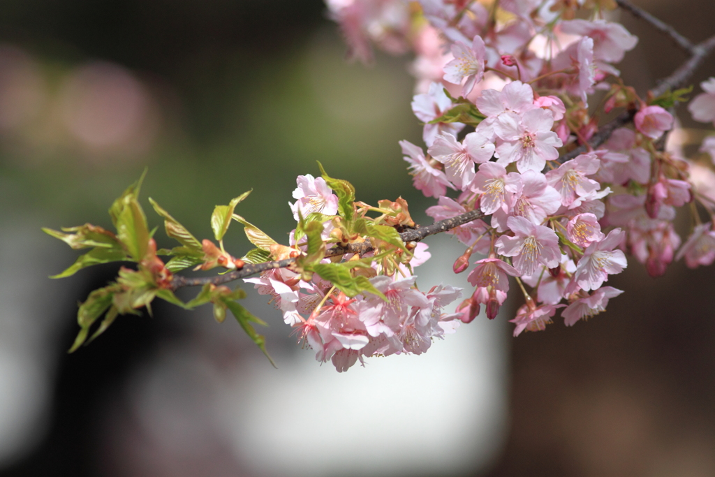 見納め河津桜　１