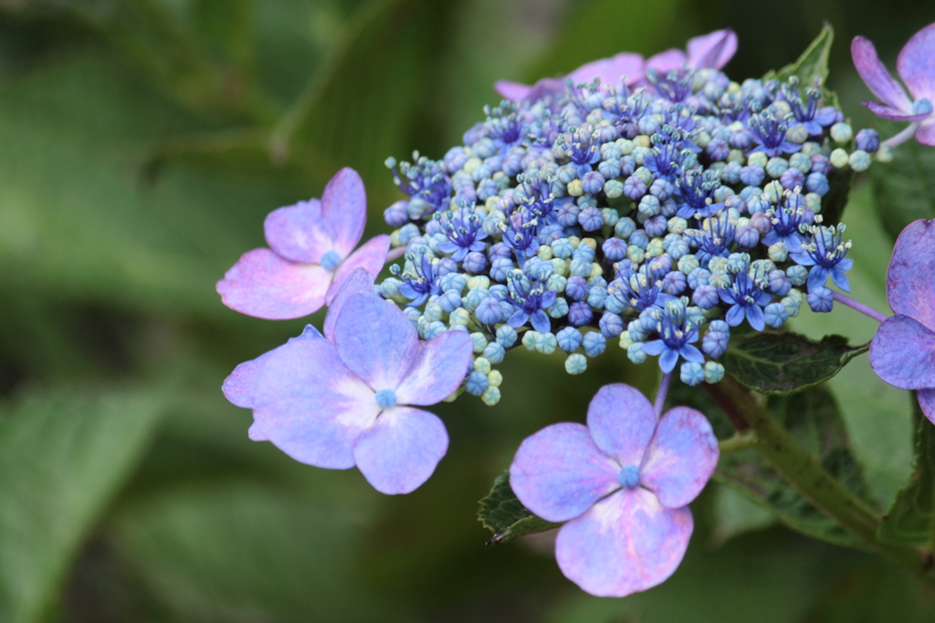 もう少し頑張れるぞと紫陽花