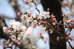 陽気にさそわれて