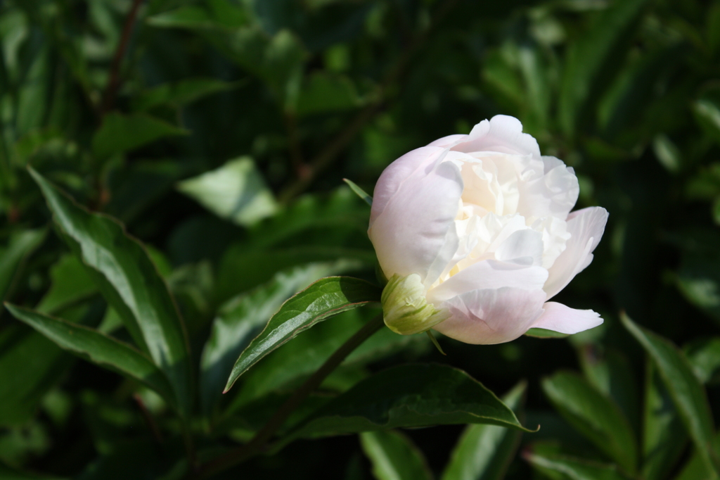 芍薬