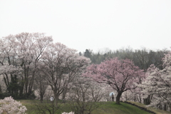 静かなお花見でも充分に喜ばせてくれた桜の花