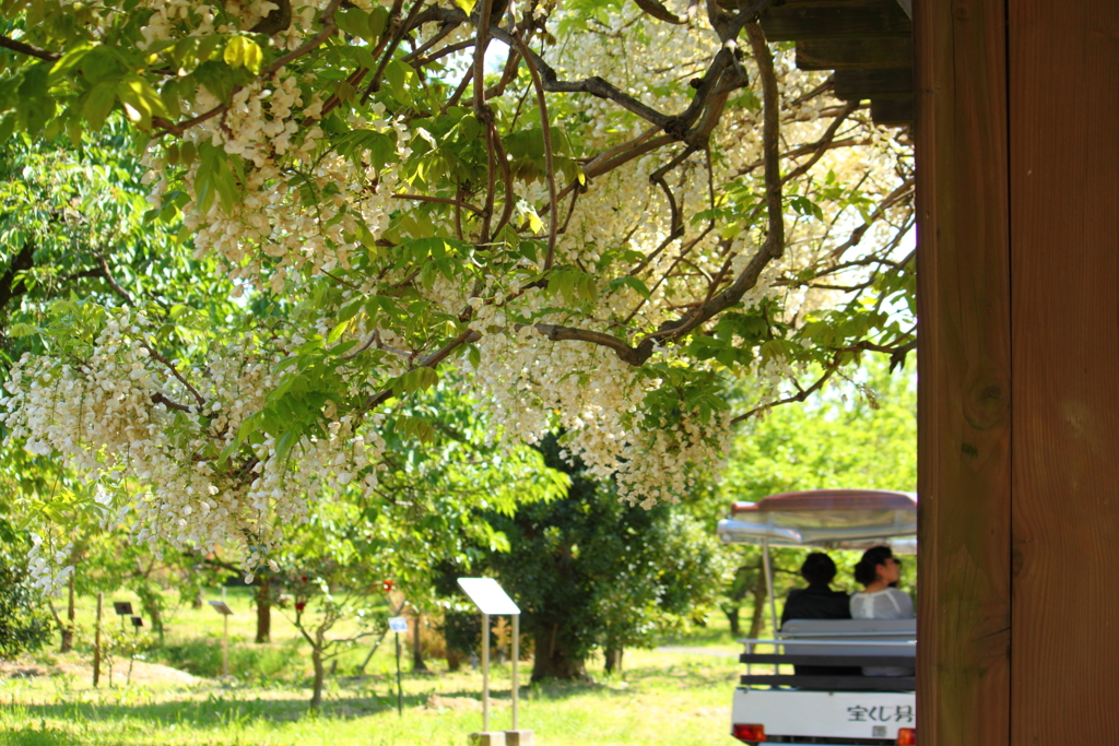 園内車で悠々とお花を楽しむ♪