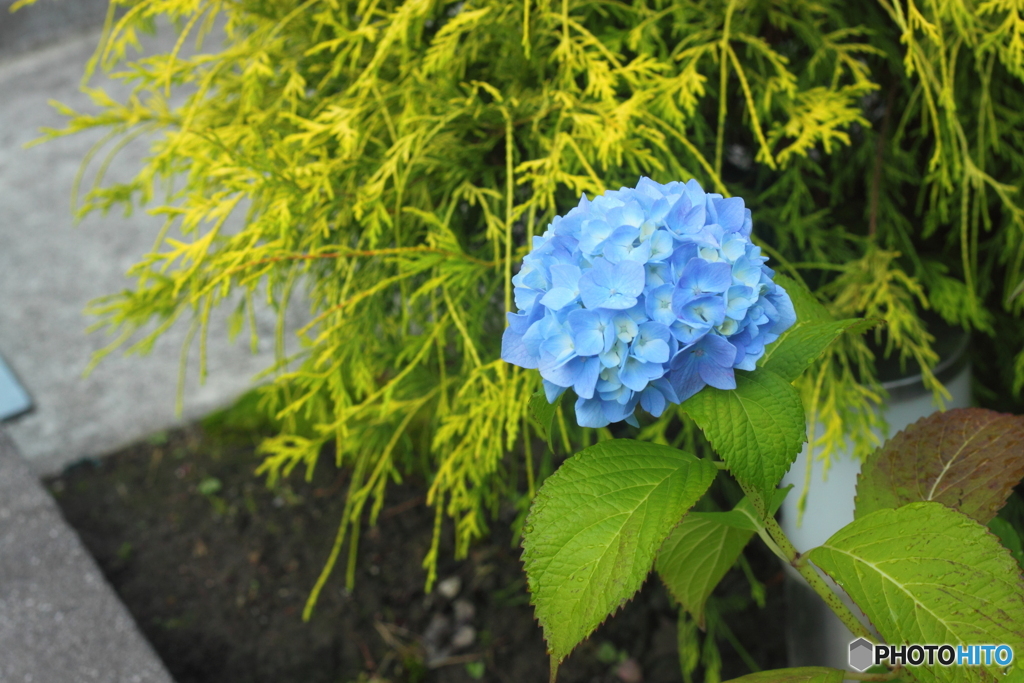清楚な紫陽花咲き始め