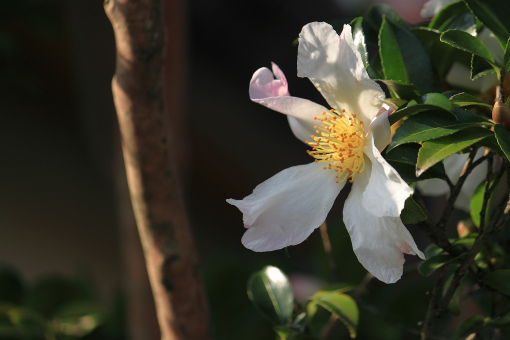 散歩道の山茶花　１