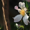 散歩道の山茶花　１