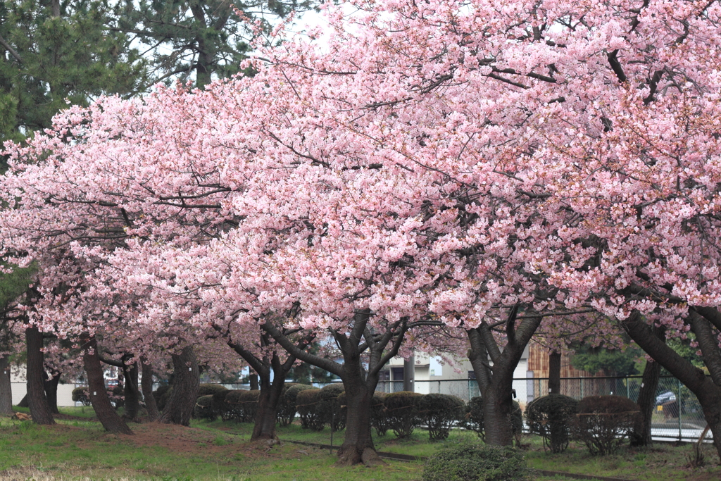 河津桜満開