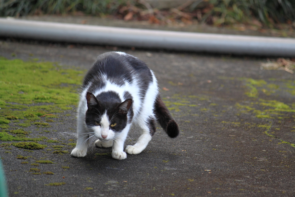 お母さん猫の威嚇(';')